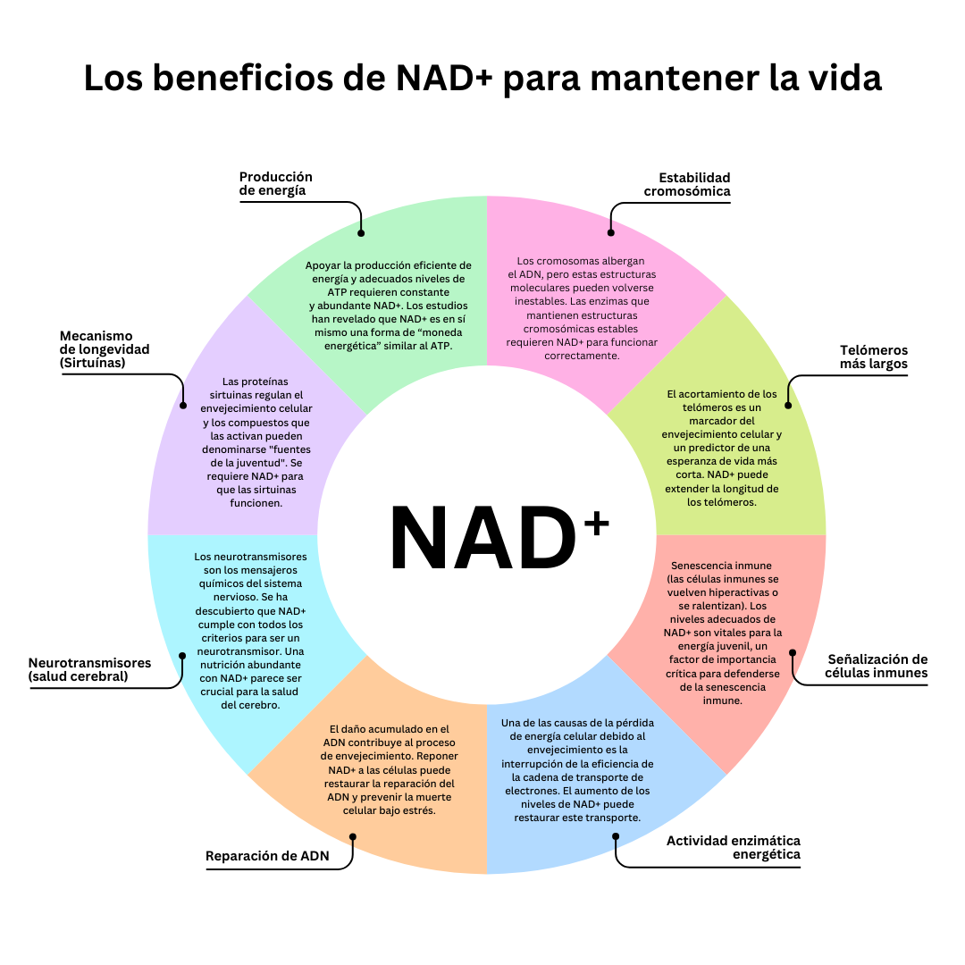 Los beneficios de NAD+ para mantener la vida